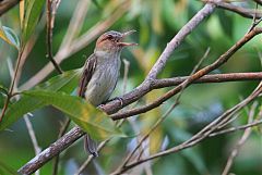 Bright-rumped Attila